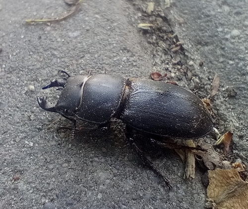 Lesser Stag Beetle