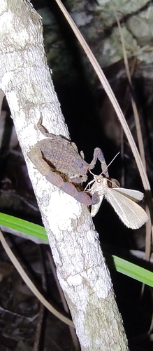 Tityus mattogrossensis