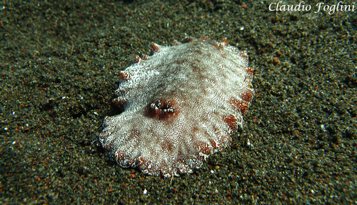 Platydoris argo
