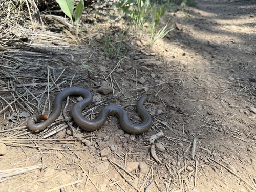 iNaturalist observation photo of Northern Rubber Boa