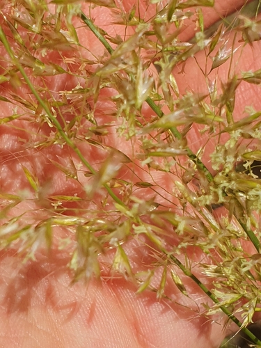 Yellow Oat-grass