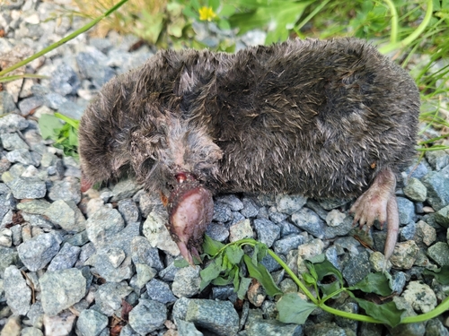 Coast Mole observed by quinn-tessential