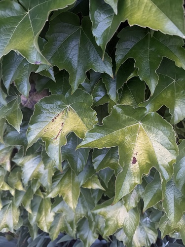 Japanese creeper
