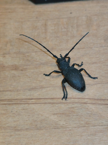 Morimus asper asper
