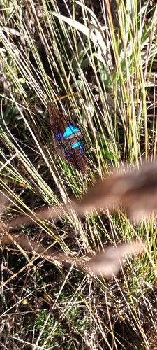 Cyan Emperor