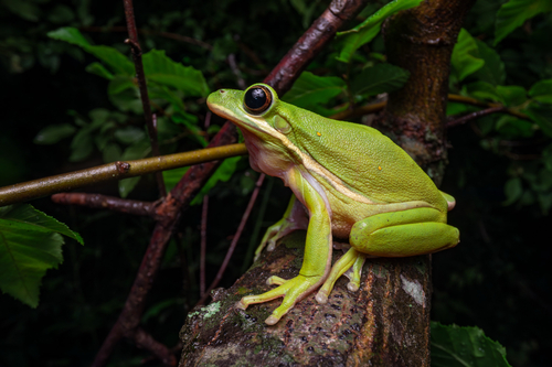 Green Treefrog