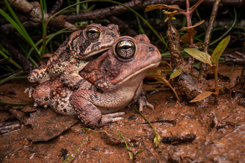 Southern Toad