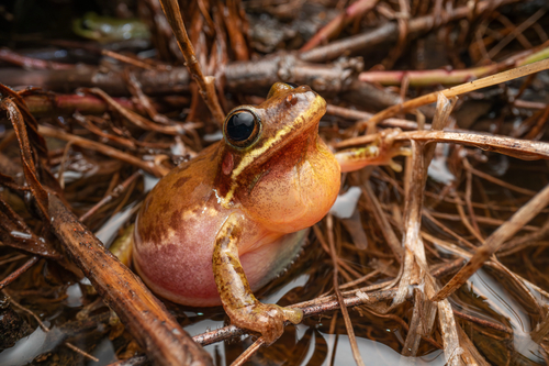 Squirrel Tree Frog