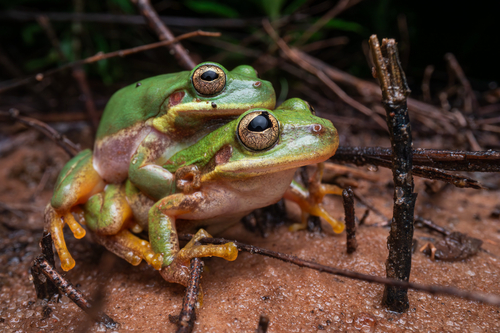 Squirrel Tree Frog