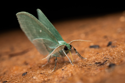 Bad-wing Moth