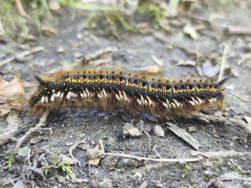 Drinker Moth