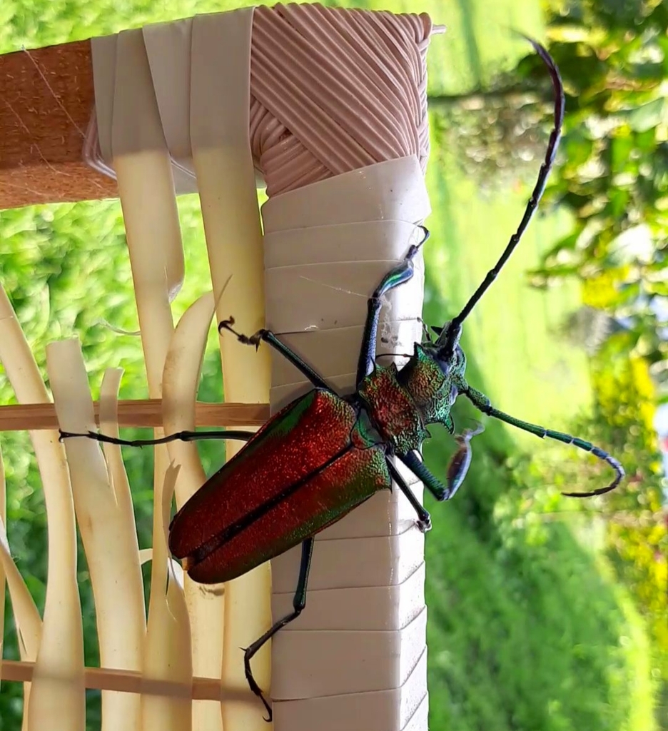 Genus Psalidognathus · iNaturalist