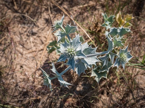 Sea Holly