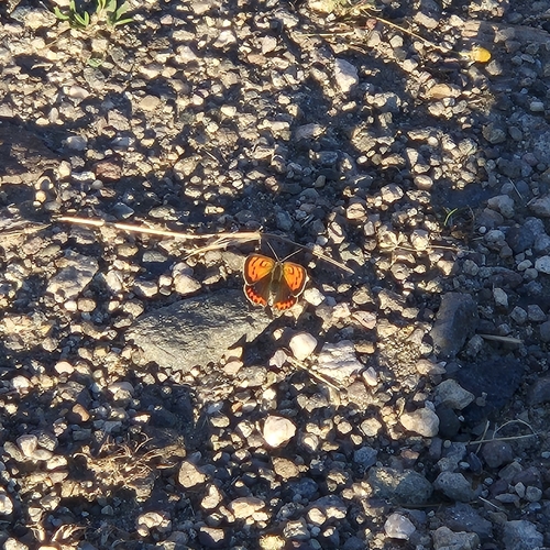 Small Copper