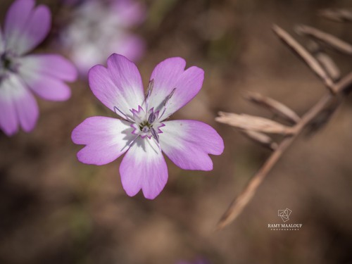 Rose silene