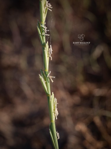 Sand Couch-grass