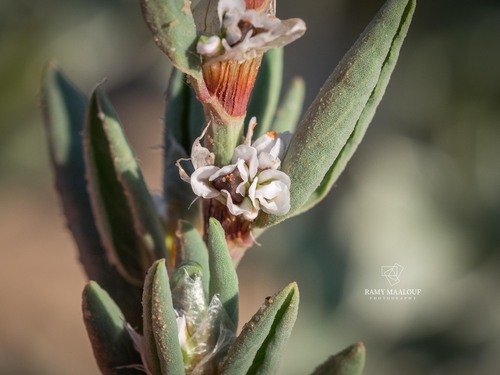 Sea Knotgrass