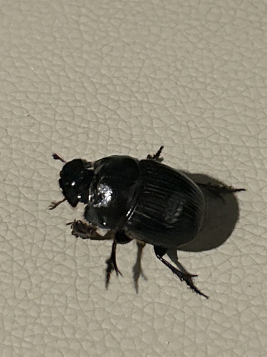 Copris lunaris