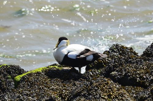 Common Eider