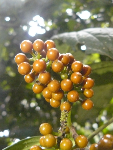Piper guineense