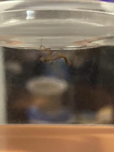 Carolina Mantis