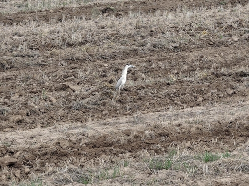 Black-crowned Night Heron
