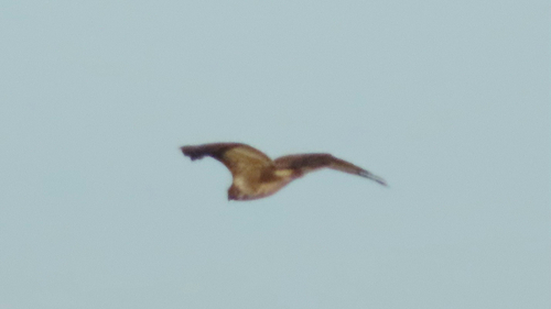 Common Buzzard