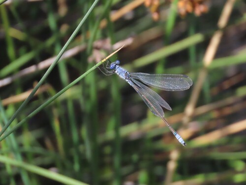 Dark Spreadwing