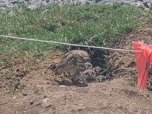 Burrowing Owl