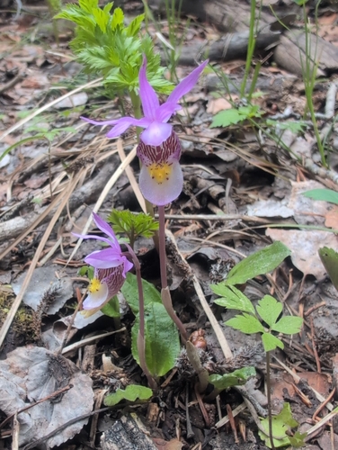 Eastern Fairy-slipper