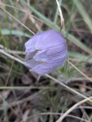 prairie pasqueflower