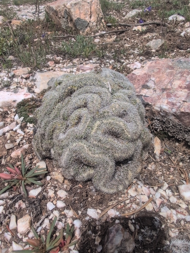 Mountain Ball Cactus