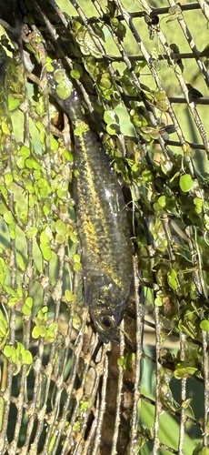 Brook Stickleback