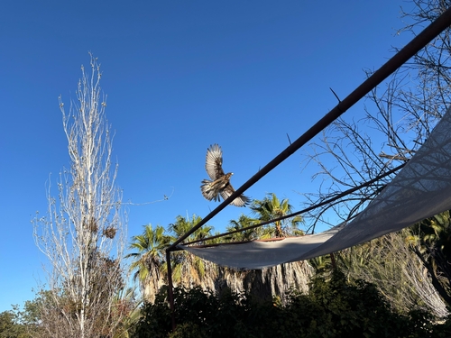 Black-chested Buzzard-Eagle