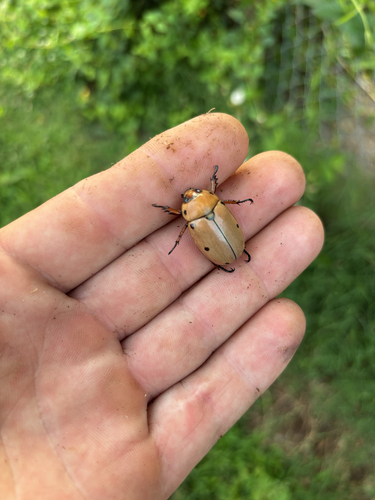 Grapevine Beetle