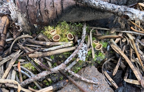 iNaturalist observation photo of Geopyxis