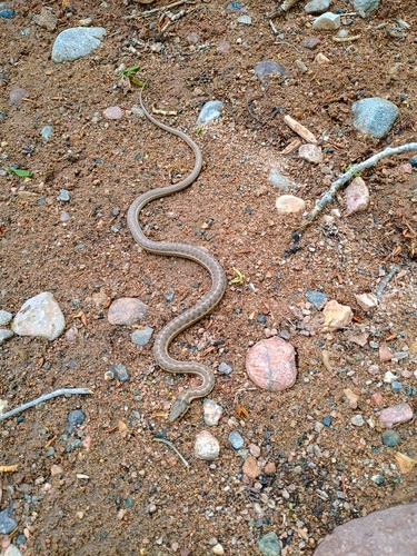 Western Terrestrial Garter Snake