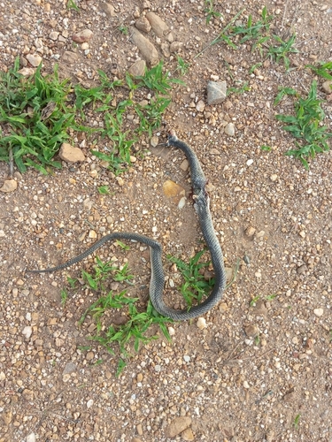 Erythrolamprus aenigma