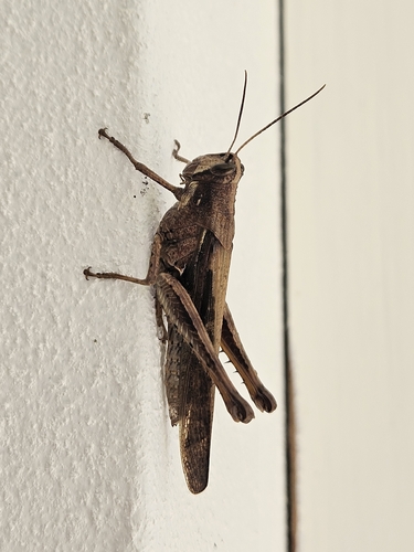 Schistocerca nitens virginica