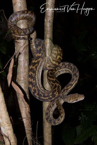 Australian Scrub Python sighting
