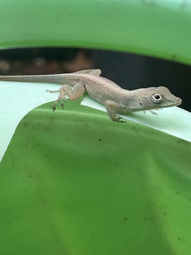 Graham's Anole