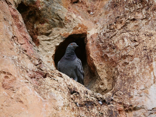 Rock Pigeon
