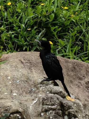 Little Cormorant