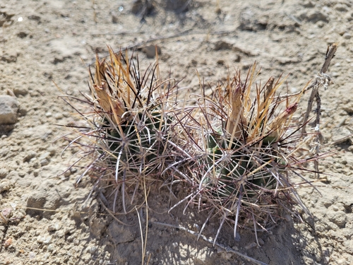 Clover's Fishhook Cactus