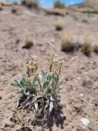 tawny cryptantha