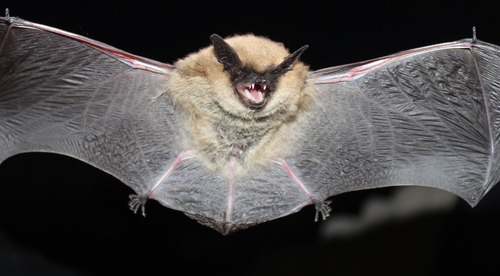 California Myotis