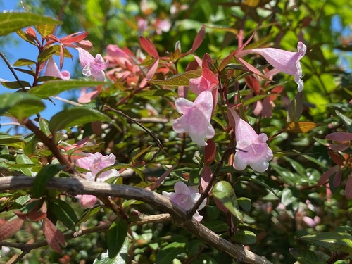 Abelia parvifolia