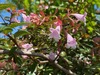 Abelia parvifolia - Photo (c) Frances, all rights reserved, uploaded by Frances