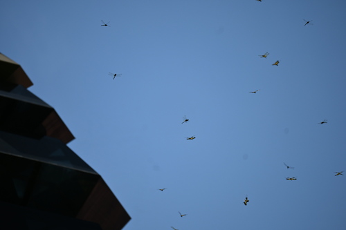 Common Picture Wing