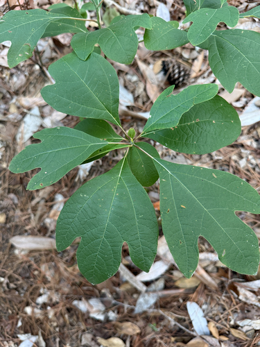 sassafras